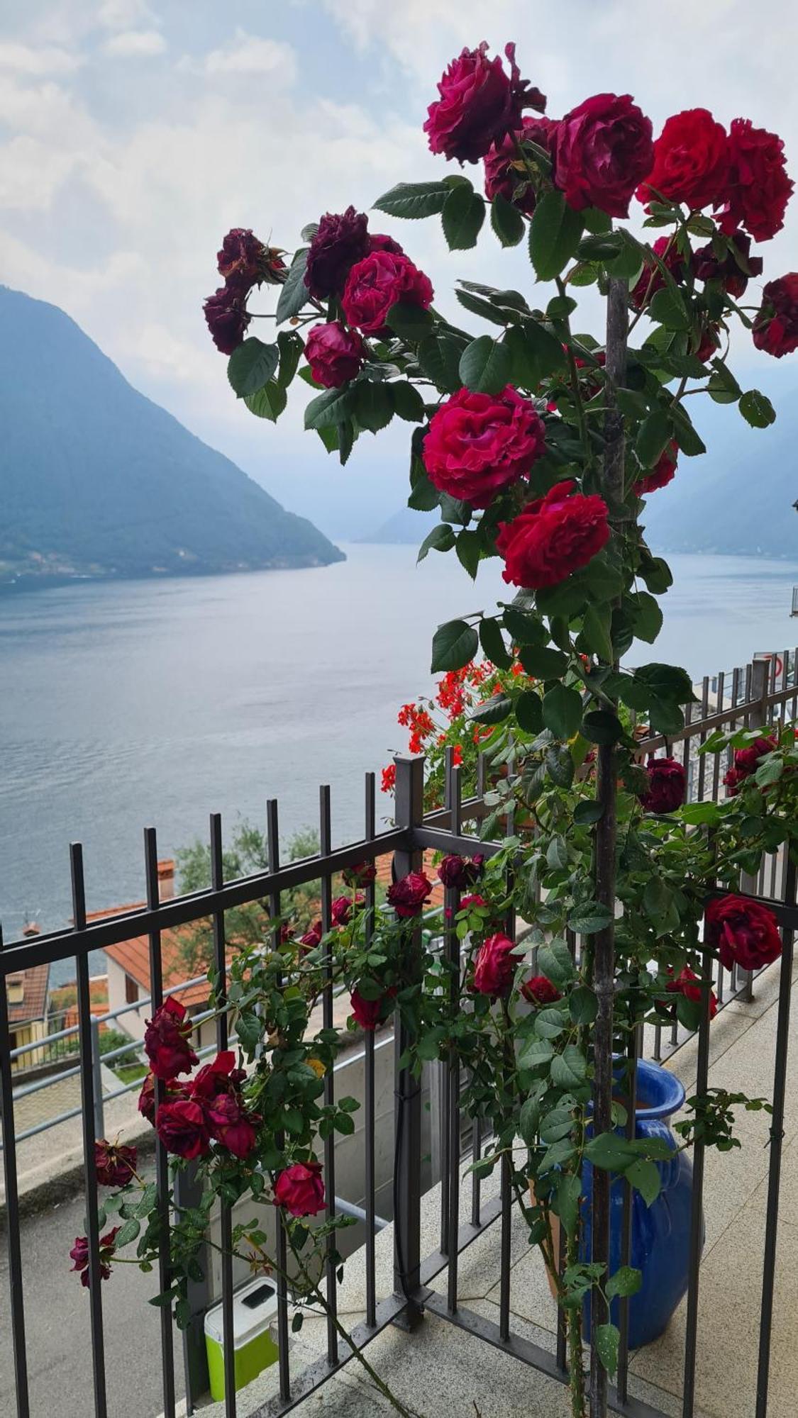 Colonno Panoramica Lago Di Como Dış mekan fotoğraf