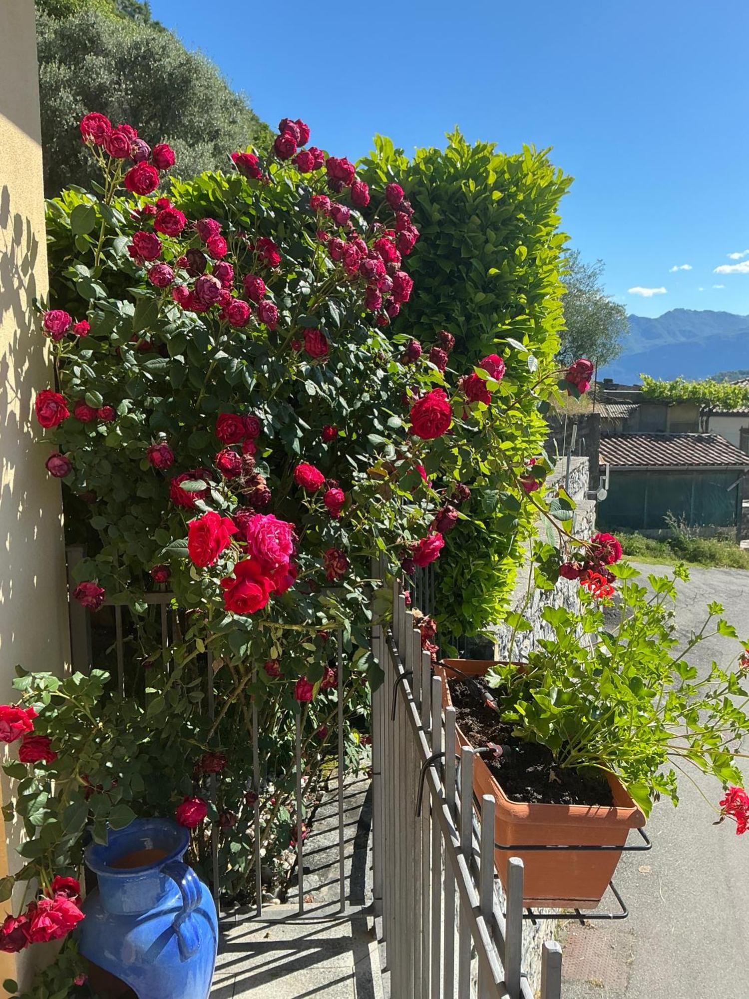 Colonno Panoramica Lago Di Como Dış mekan fotoğraf